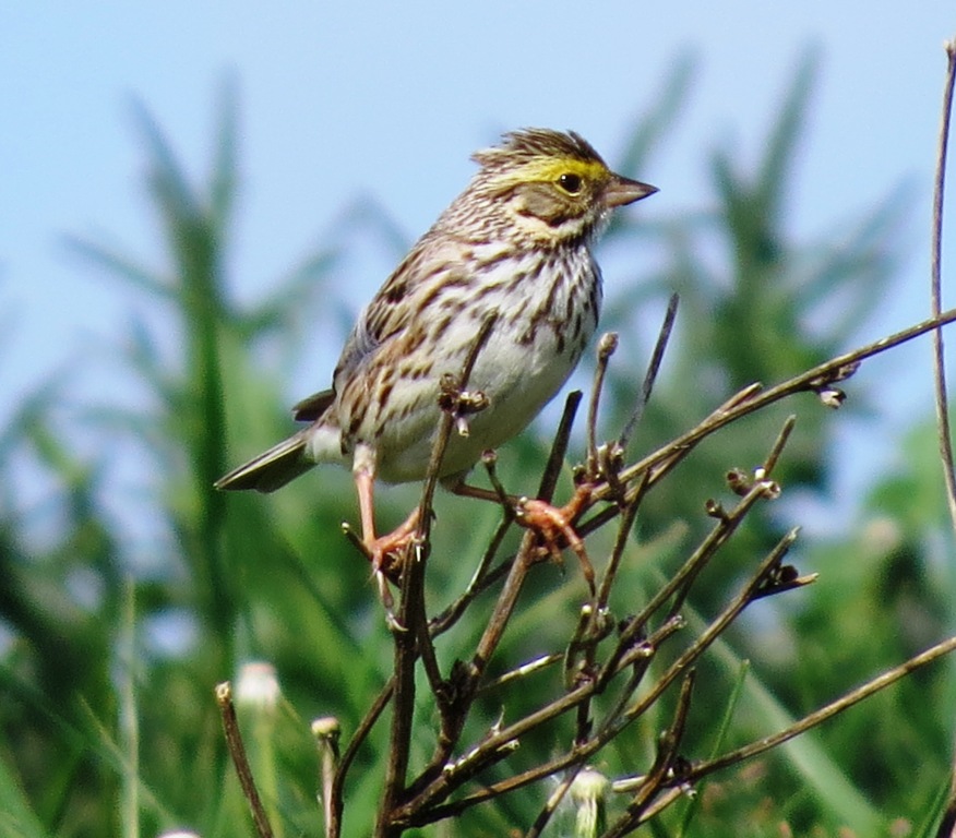 Savannah Sparrow