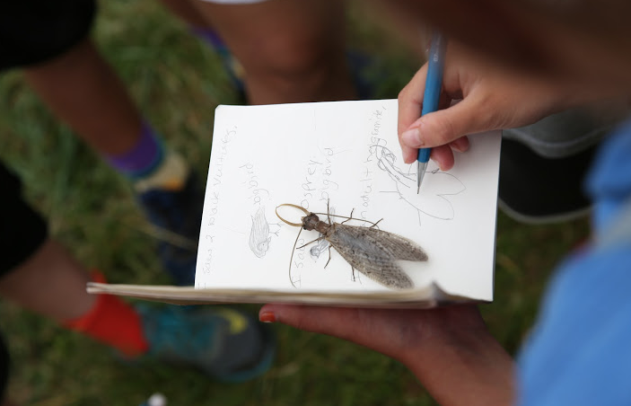 Male Adult Dobsonfly (Hellgrammite)