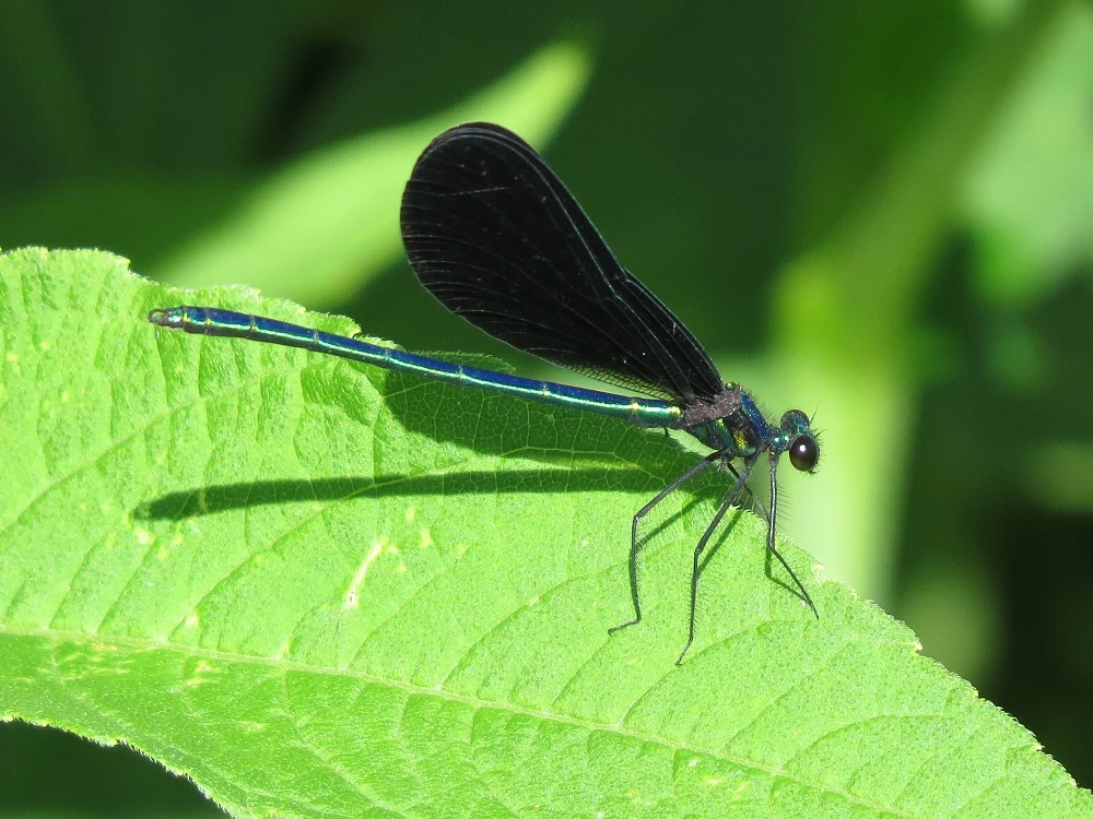 Ebony jewelwing damselfly male