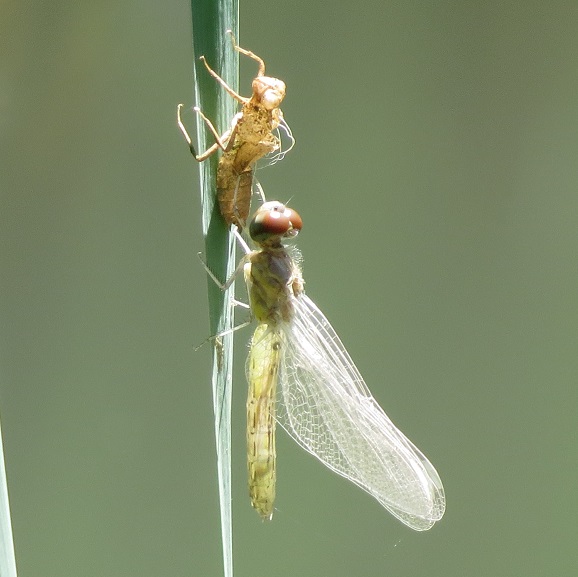 Dragonfly metamorphosis from aquatic nymph to flying adult