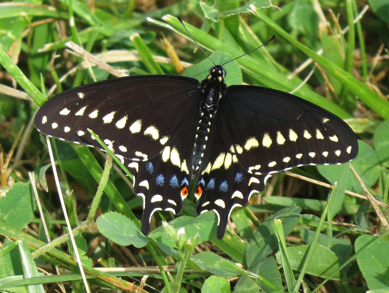 Black swallowtail male butterfly on clover