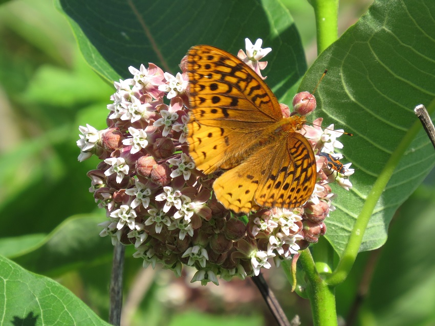 Great spangled fritillary on common milkweed flower