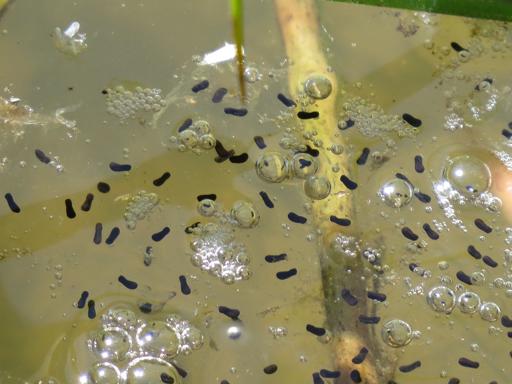Bullfrog embryos in pond