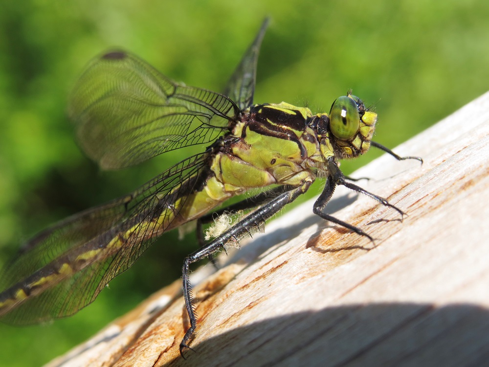 Black shouldered spinyleg