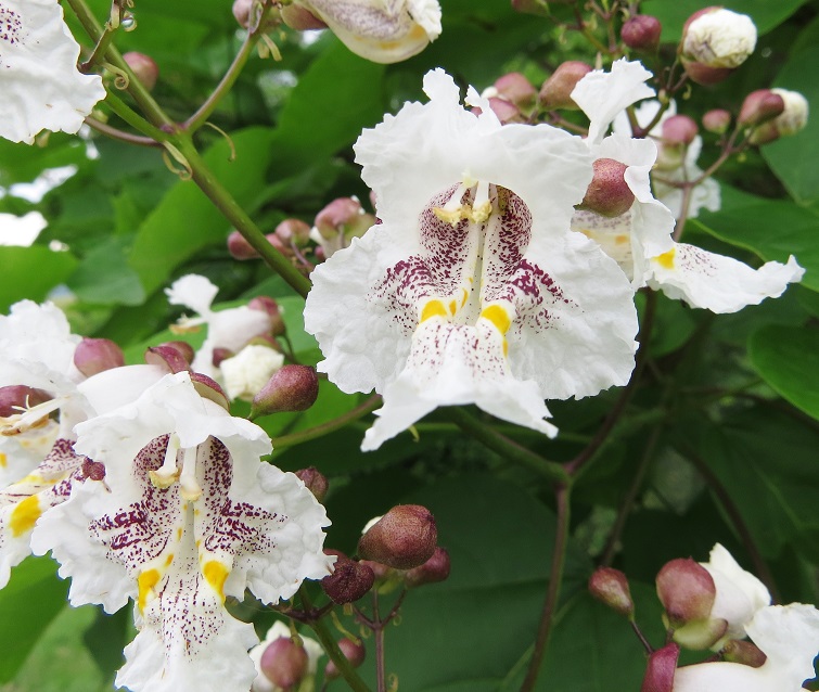 Catalpa flowers