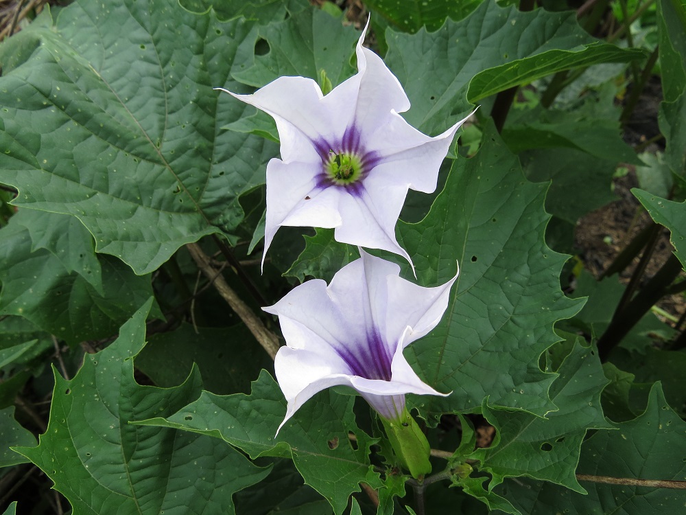 Jimsonweed flower