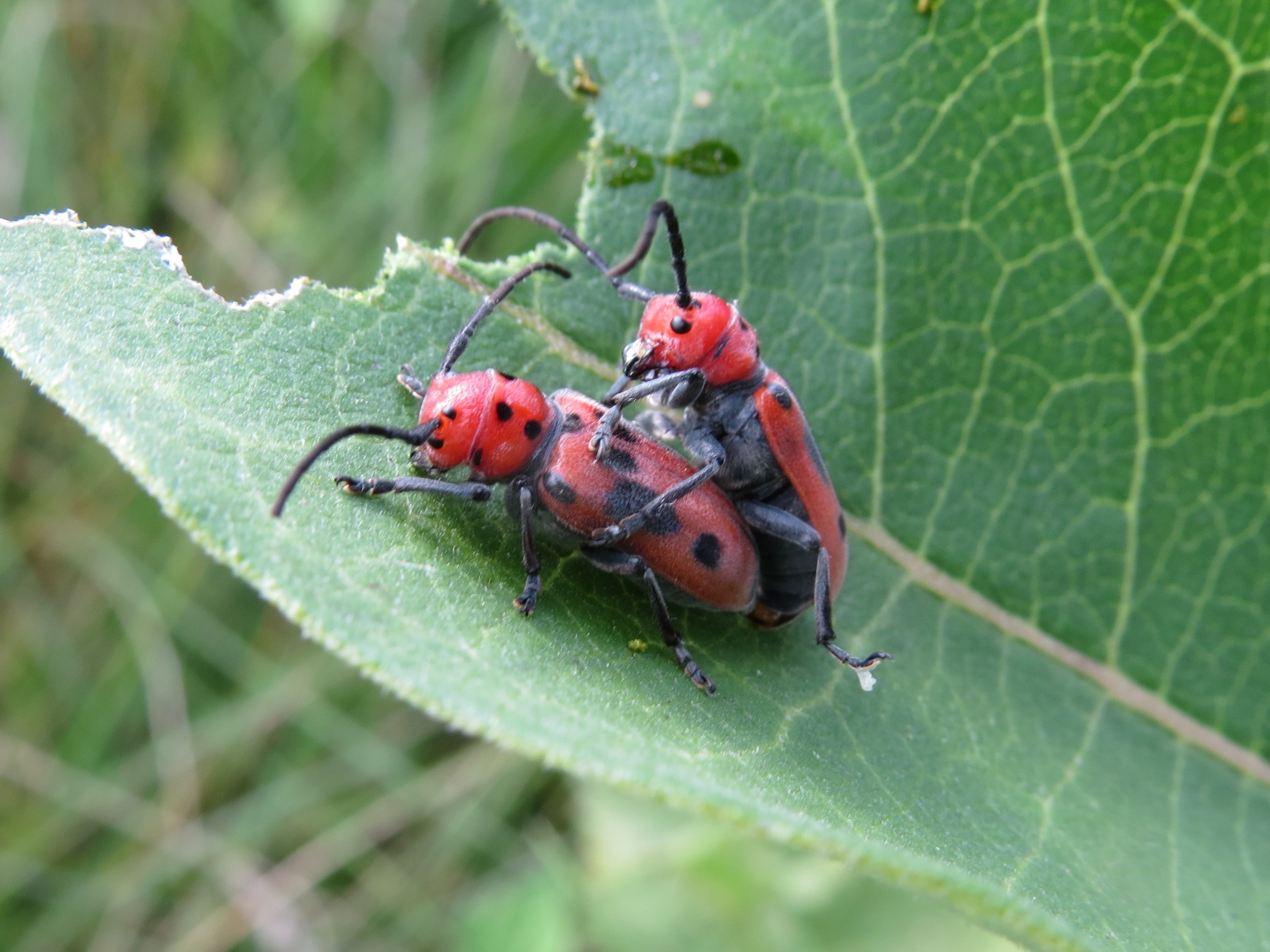Red milkweed beetles mating on common milkweed