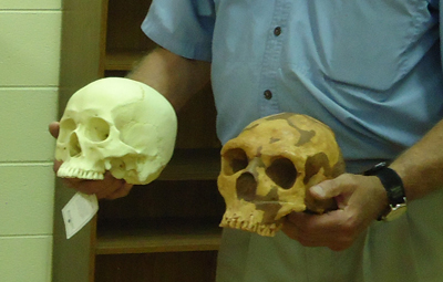 How Mammals Make a Living