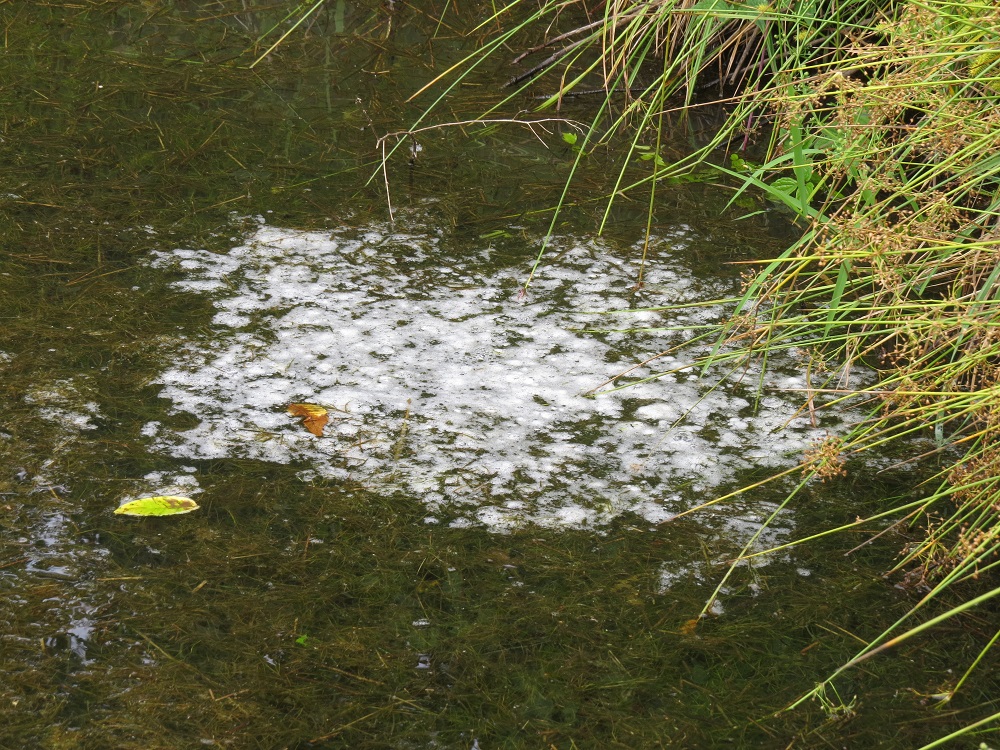 Bullfrog egg mass