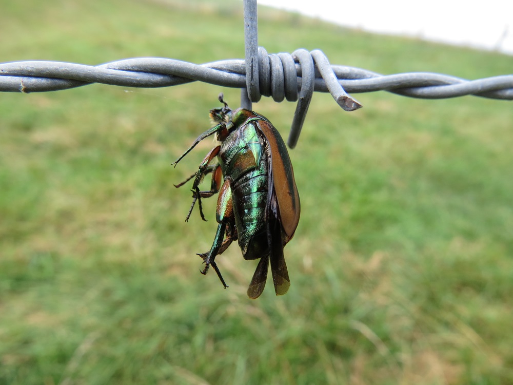 Green June bug impaled on barb wire