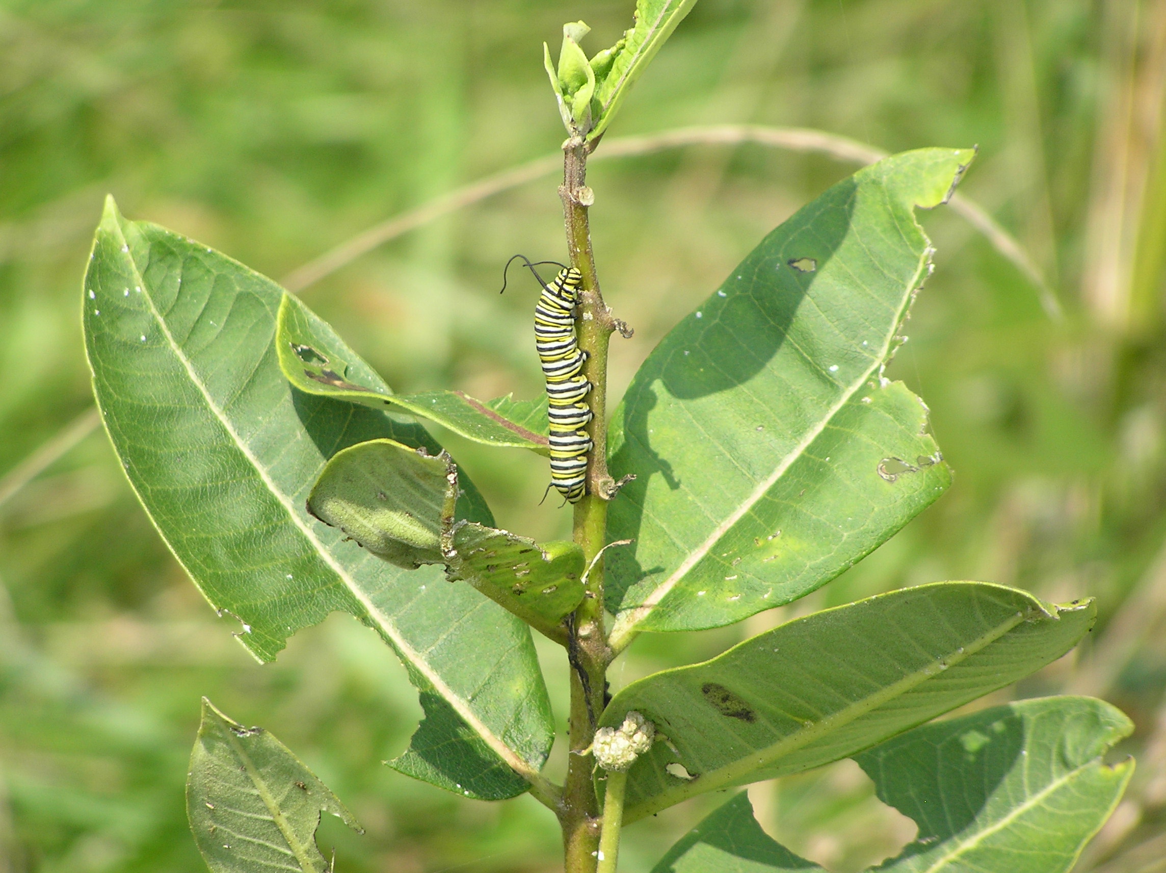 Monarch caterpillar