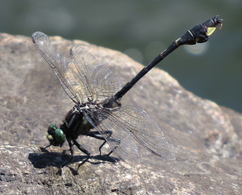 Cobra clubtail on New River, Fries