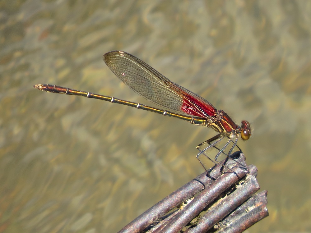 Rubyspot American