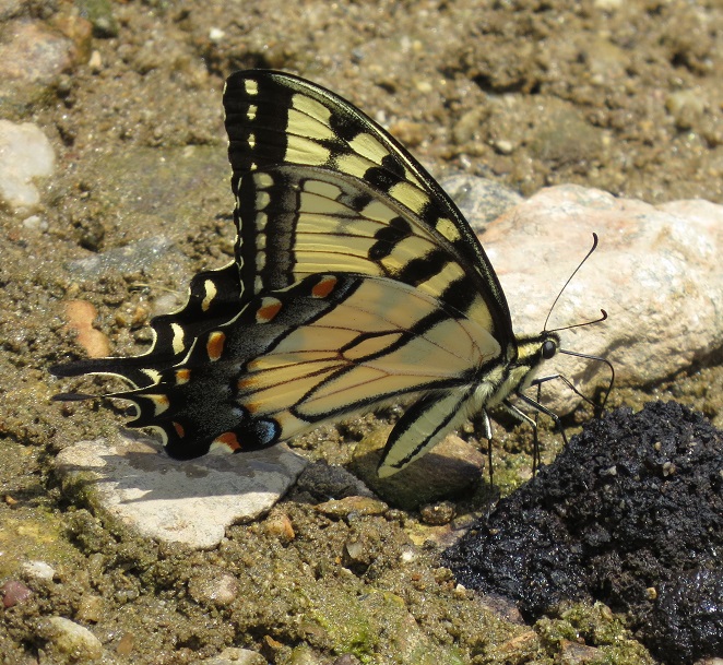 Tiger swallowtail puddling on feces