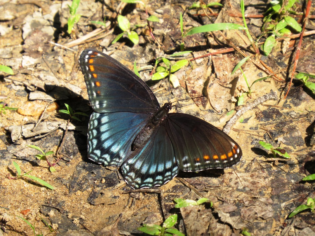 Red spotted purple