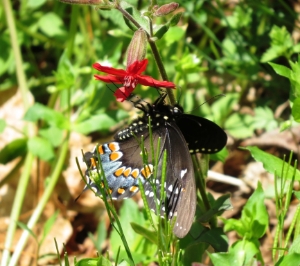 Creature Feature: Spicebush Swallowtail