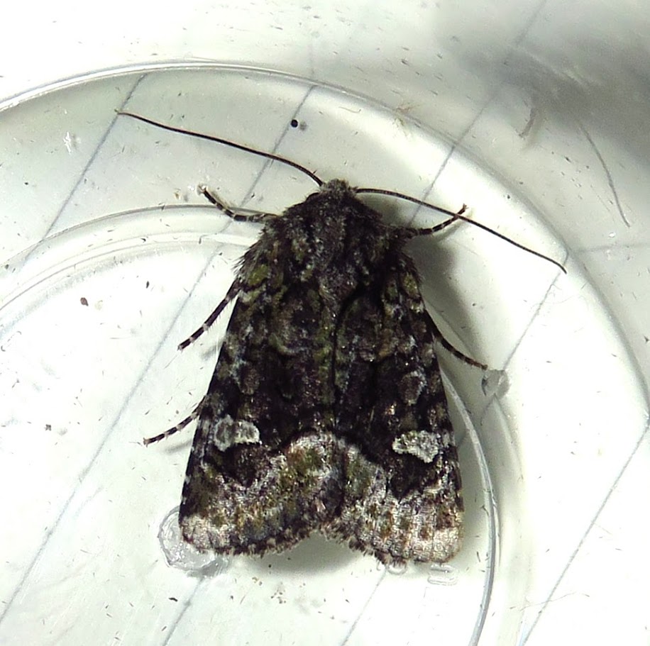 American Angleshade, Euplexia benesimilis.JPG