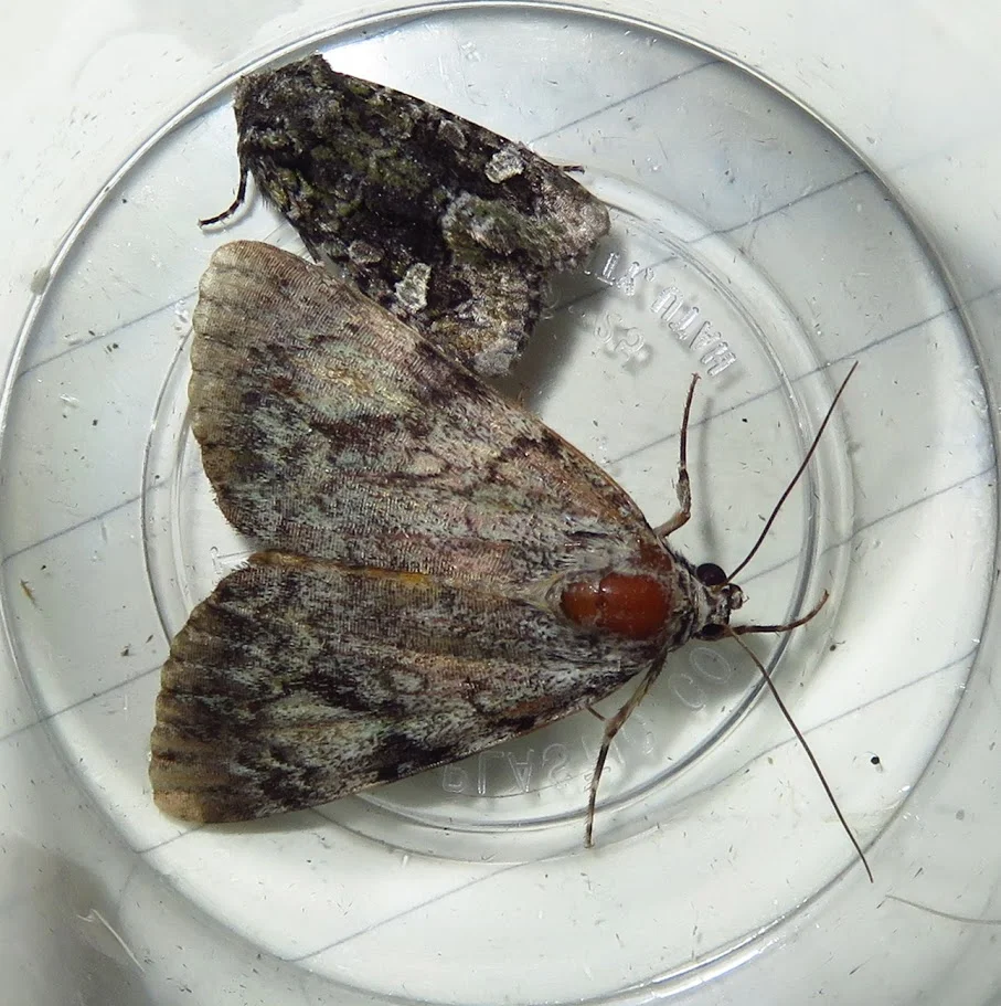 American Angleshade and Lined Underwing.JPG
