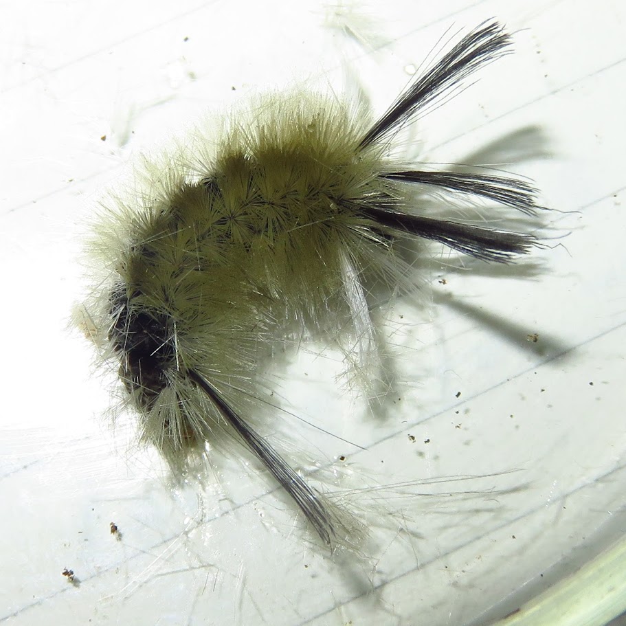 Banded Tussock Moth Caterpillar, Halysidota tessellaris.JPG