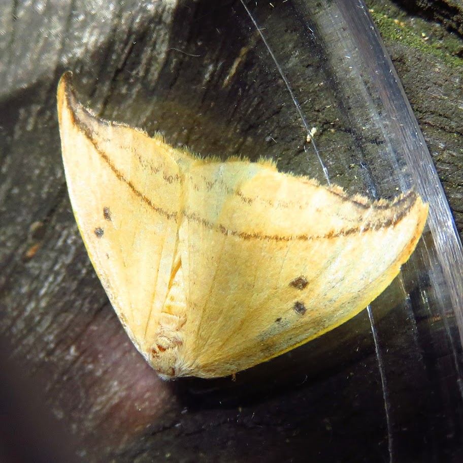 Arched Hooktip, Deprana arcuate.JPG
