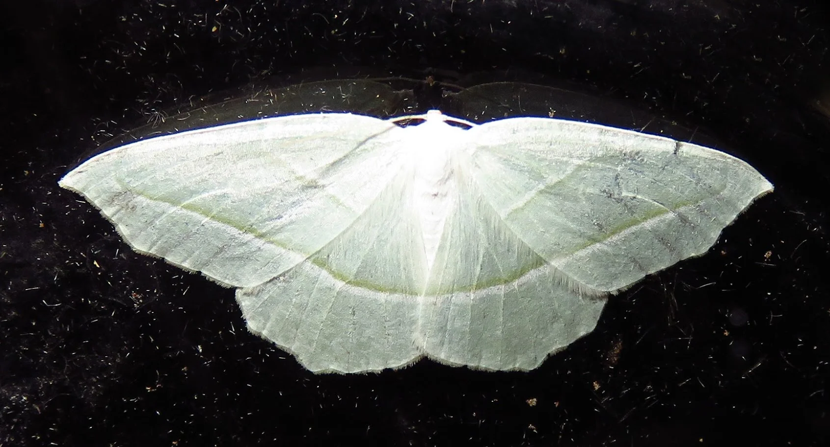 Geometridae Family #1, unidentified (45-50 mm wingspan).JPG