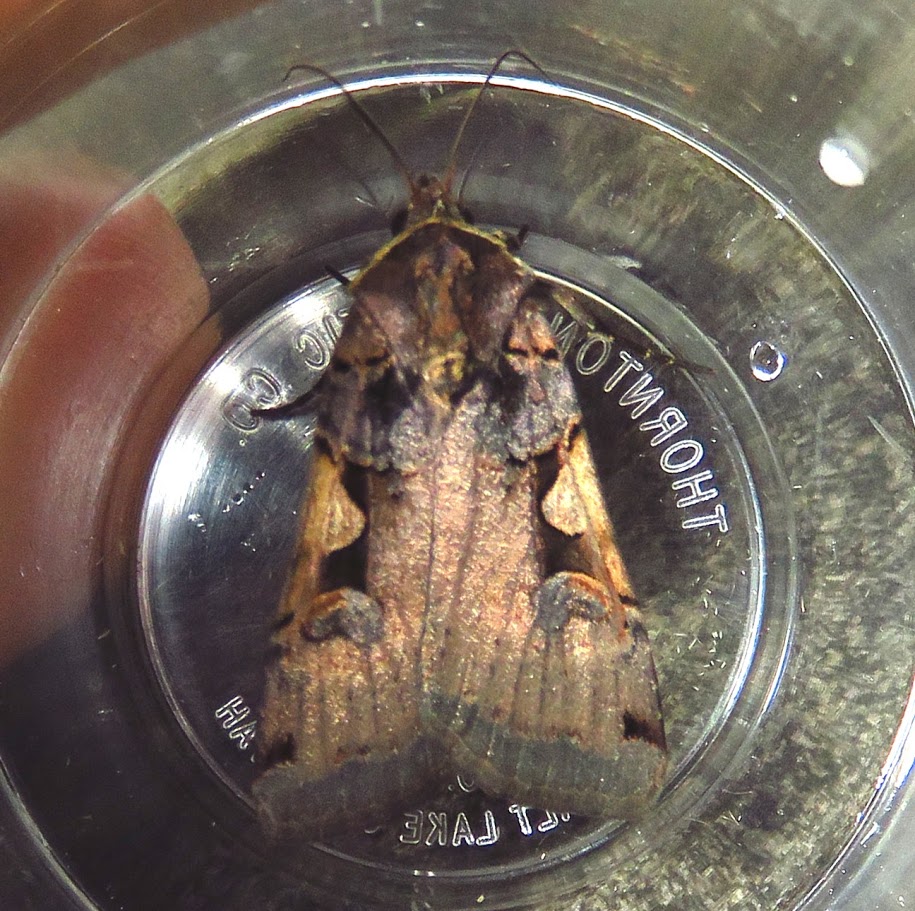 Greater Black-letter Dart, Xestia dolosa.JPG
