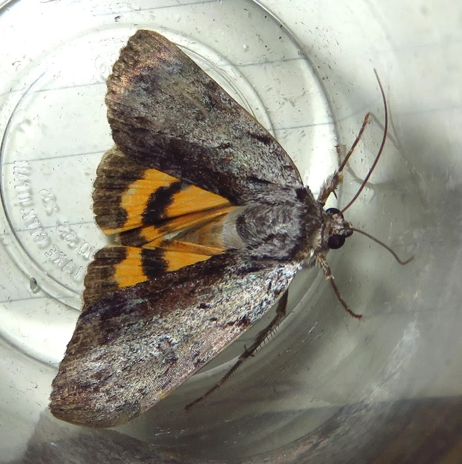 Little Lined Underwing, Catocala lineella.JPG