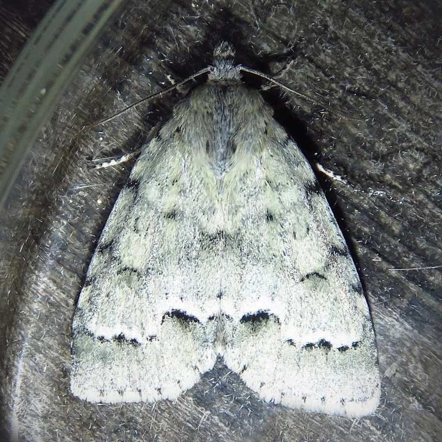 Possible Dotted Sallow Moth, Anathix ralla.JPG