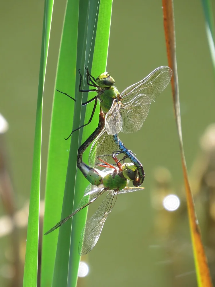 Common green darners wheel position pond eight