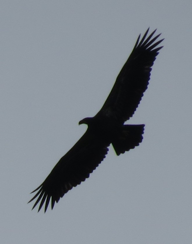 Bald eagle juvenile Fries Junction bridge New River