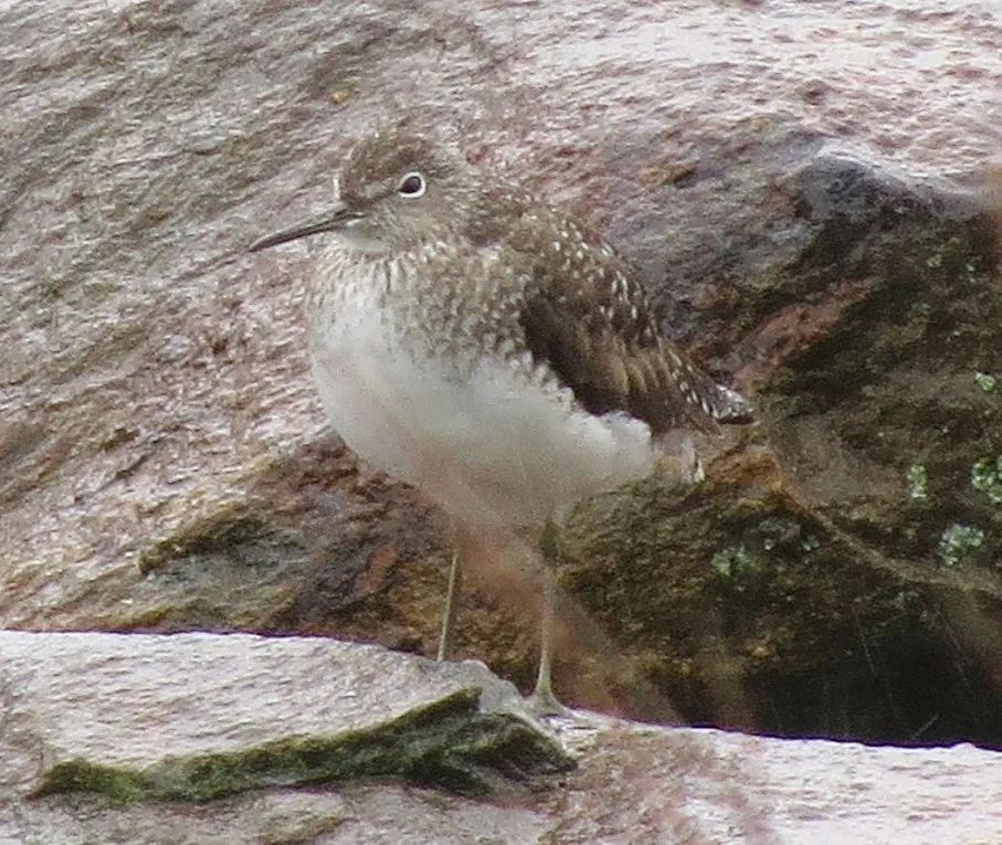 Solitary sandpiper
