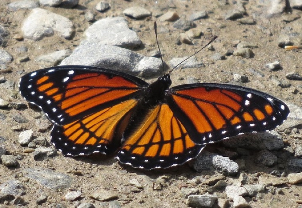 Viceroy butterfly at Buck Dam on New River Trail
