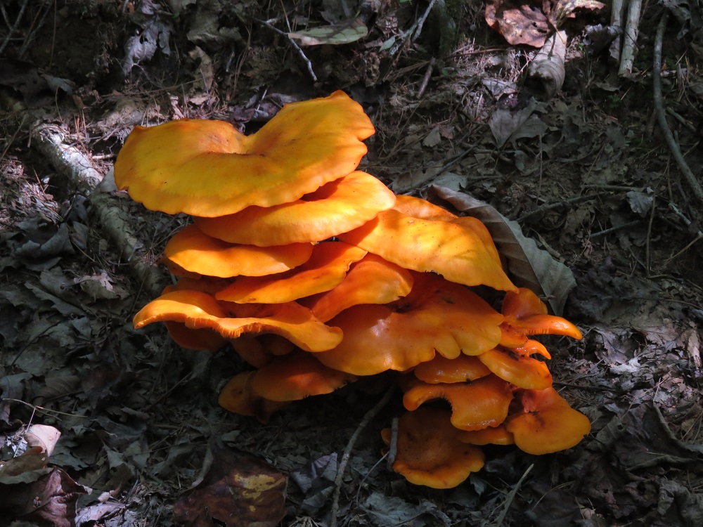 Fungus Jack O'Lantern Omphalotus olearius