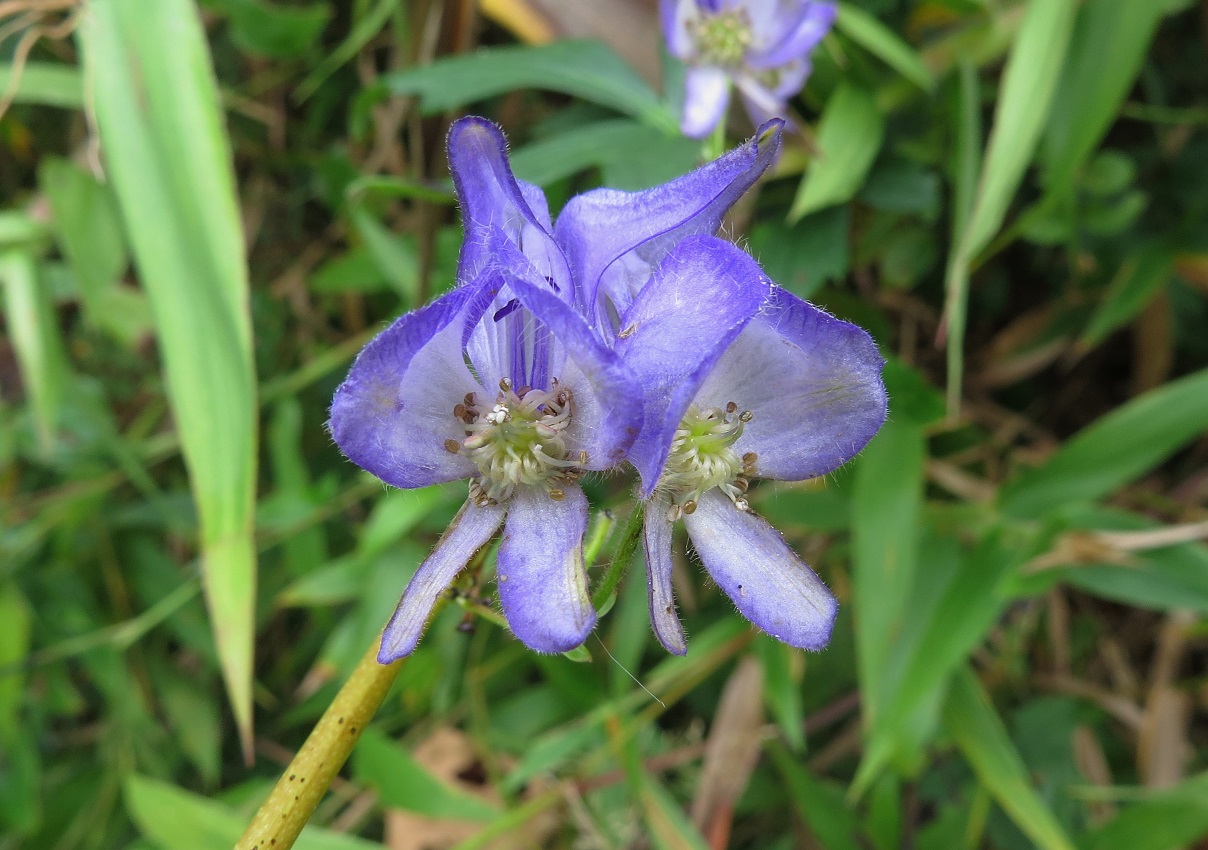 Monkshood flowers Crooked Creek WMA