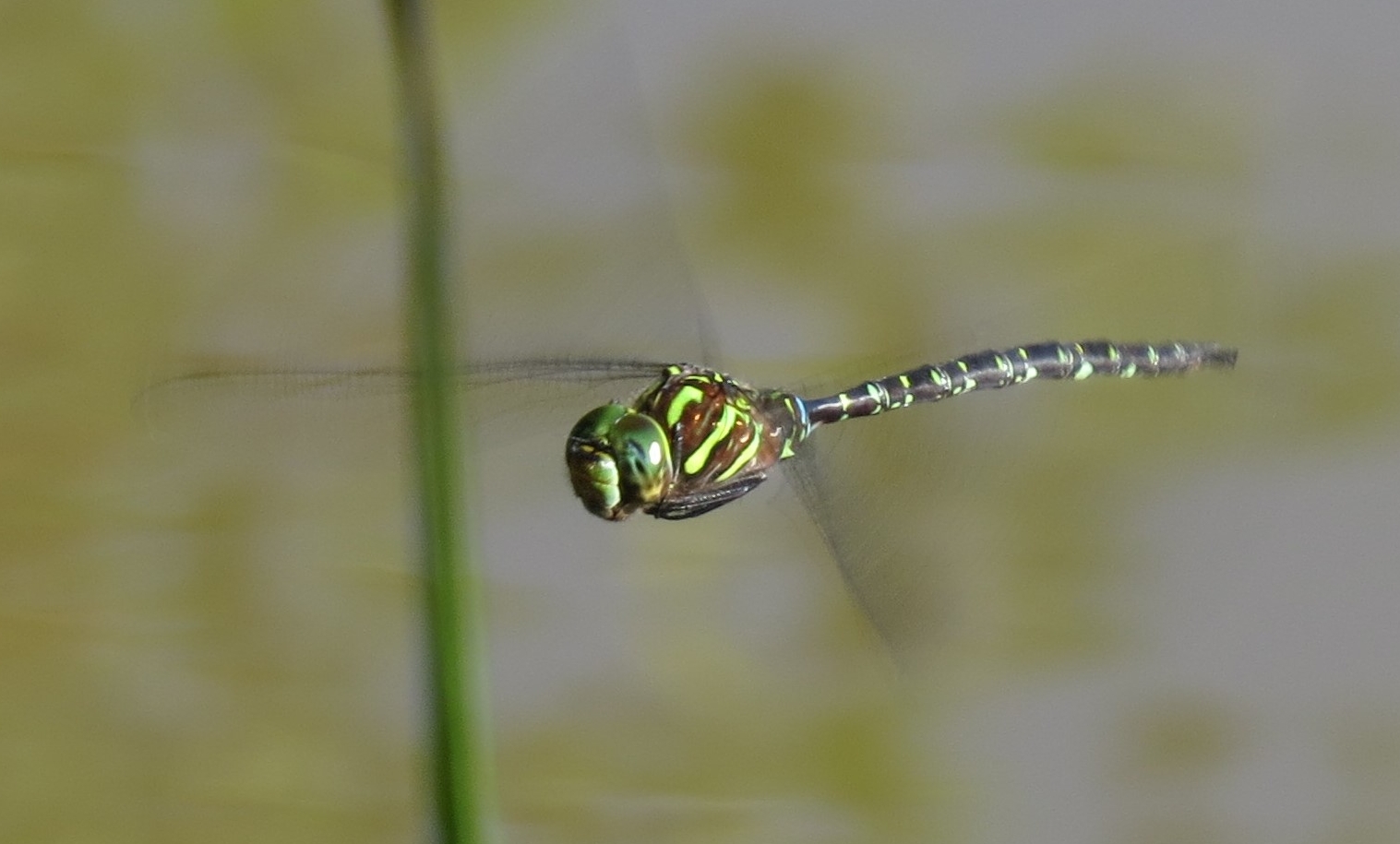 Shadow darner