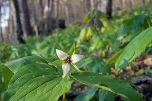 Trillium.jpeg
