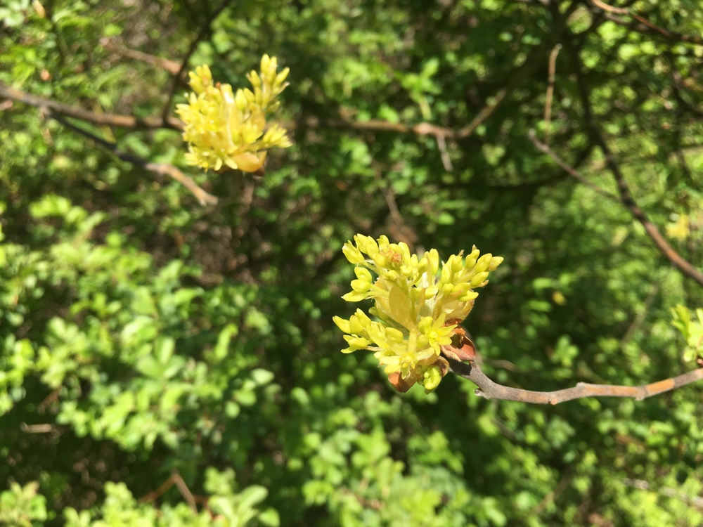 Species Spotlight: Sassafras