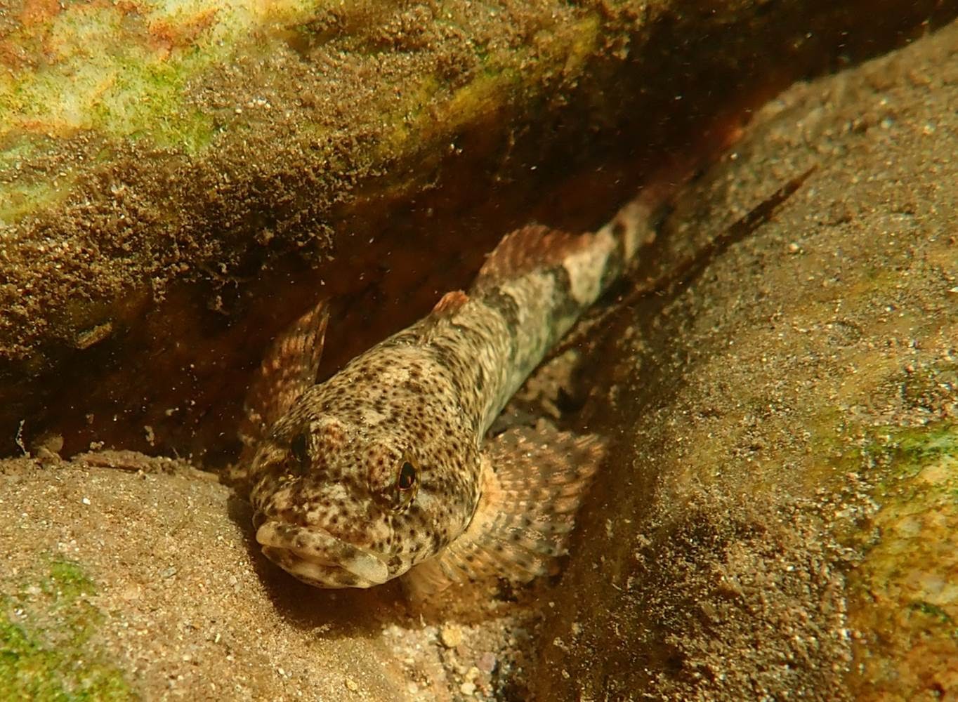 BlackSculpin2.jpg