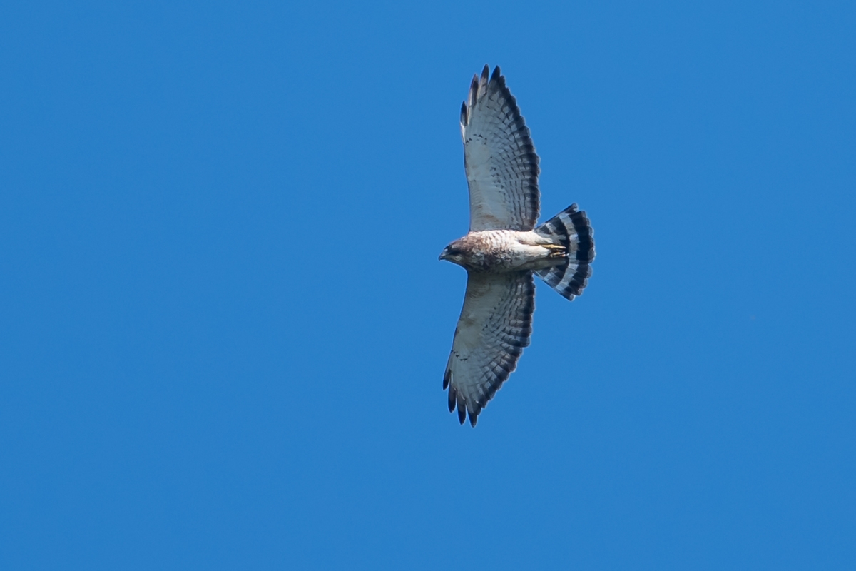 Broad-winged Hawk.jpg