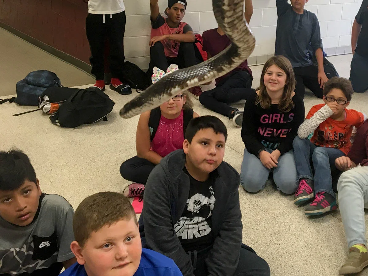 Galax after school - snakes and turtles-2.jpg