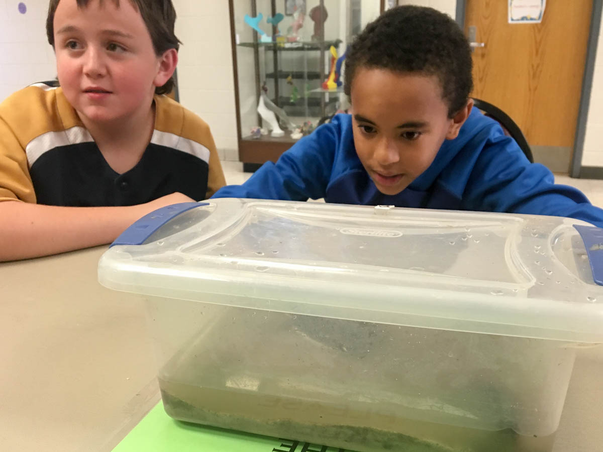 Galax after school - snakes and turtles-3.jpg