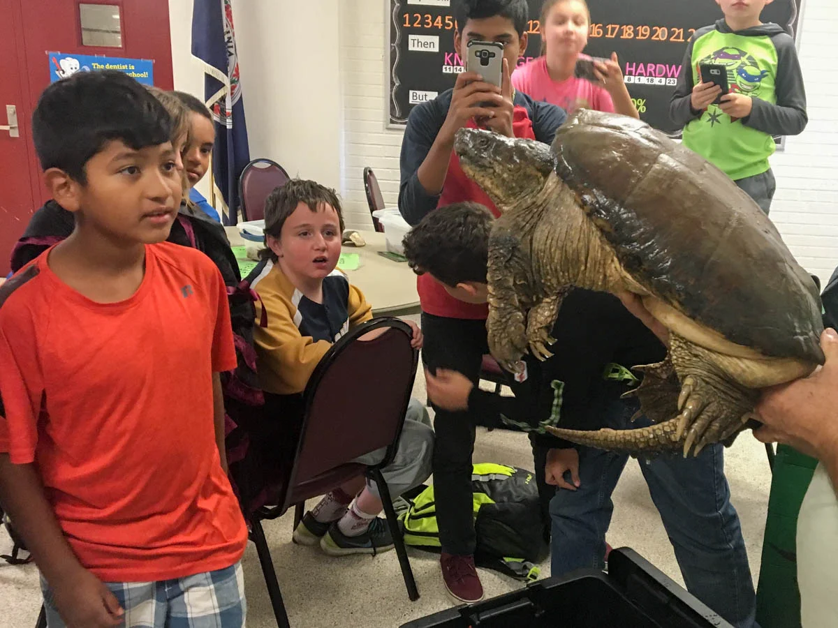 Galax after school - snakes and turtles-6.jpg