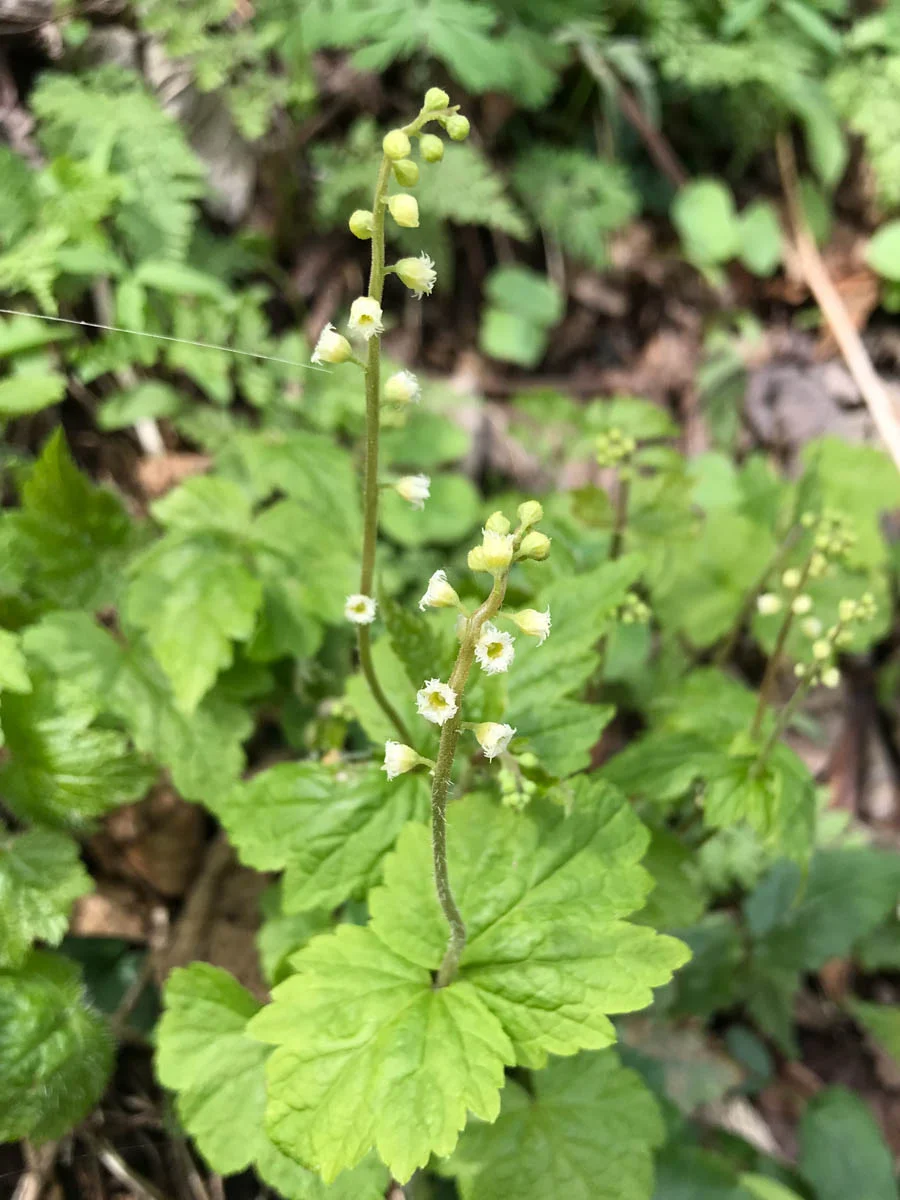 wildflower walk-8.jpg
