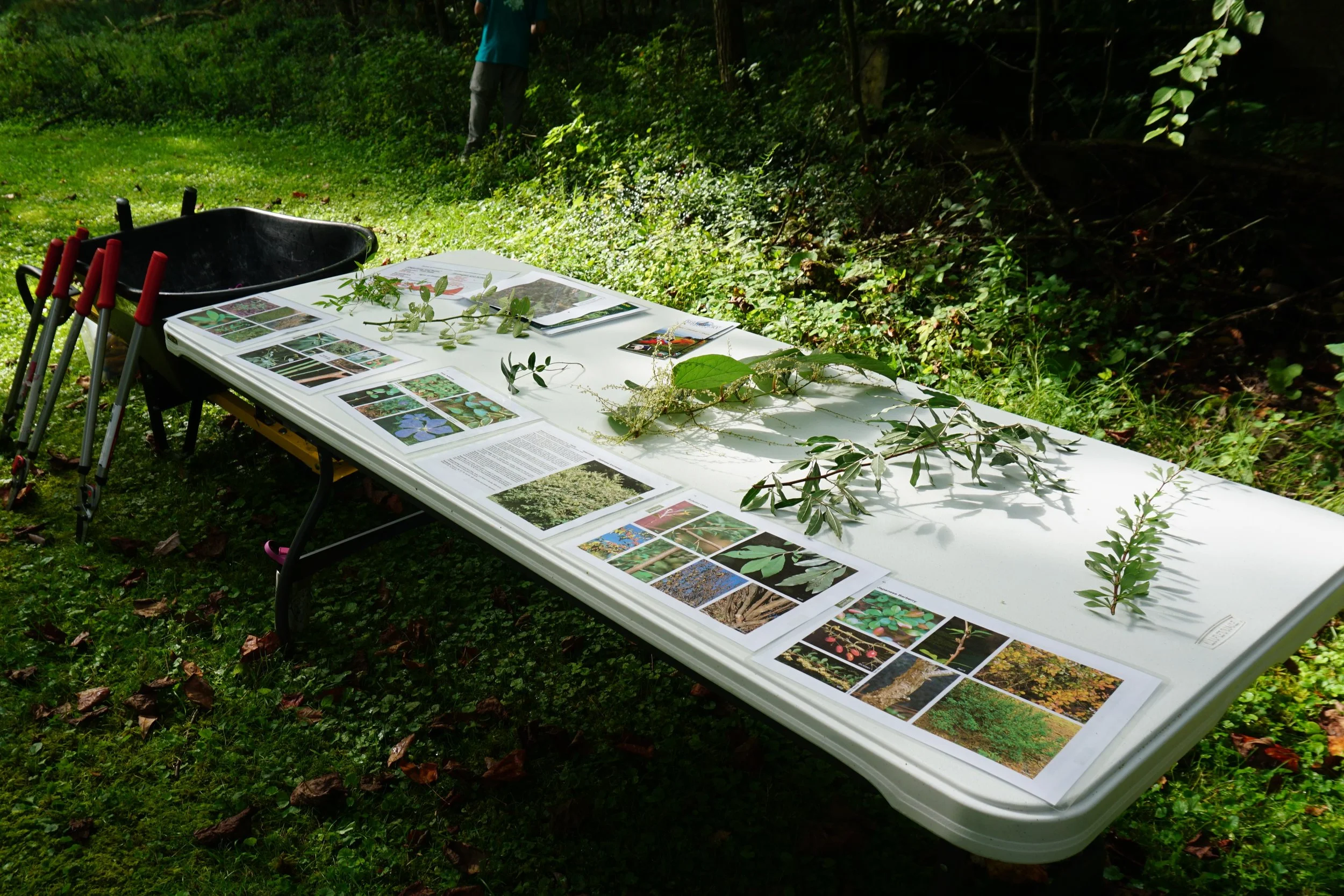 An introduction to non-native, invasive plants