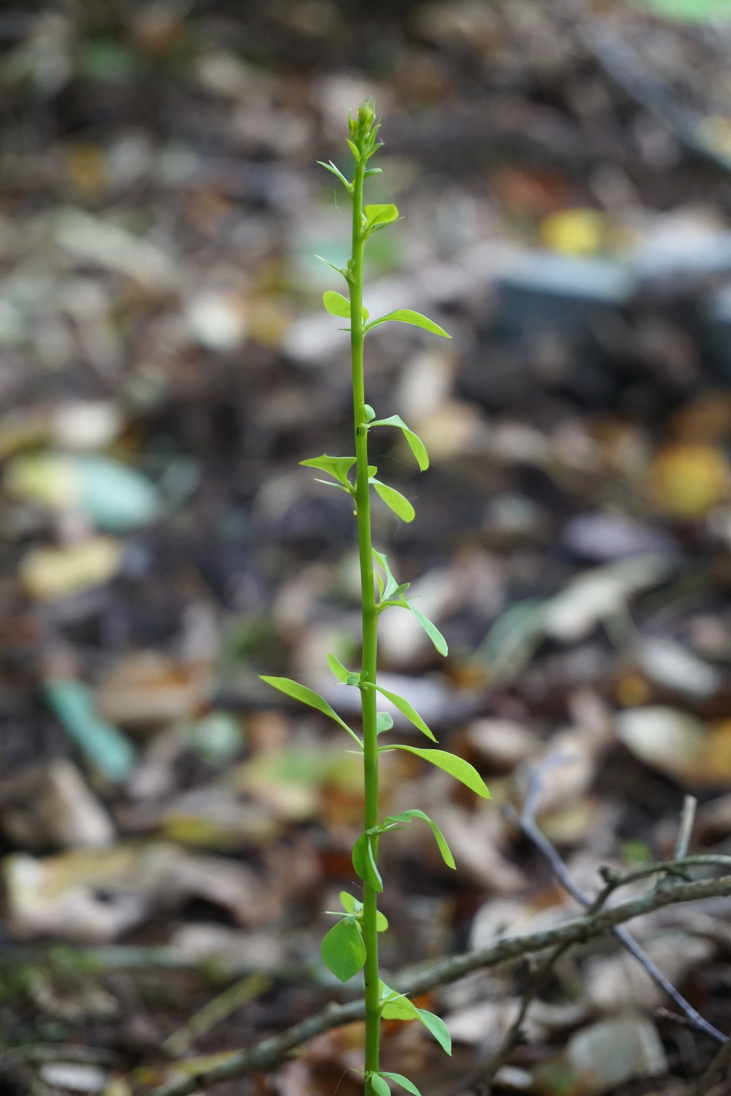 Japanese barberry (Berberis thunbergii)