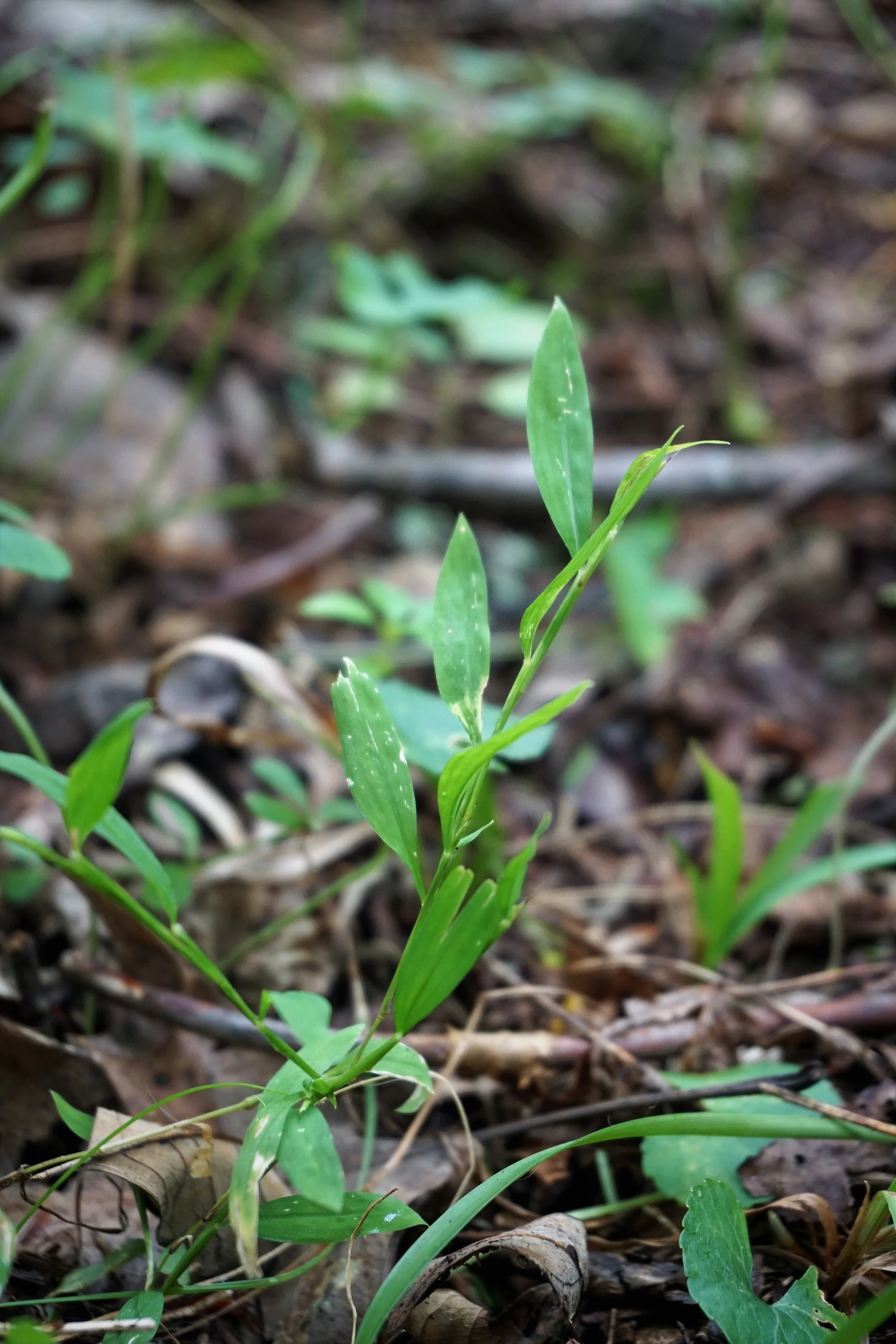 Japanese stiltgrass (Microstegium vimineum)