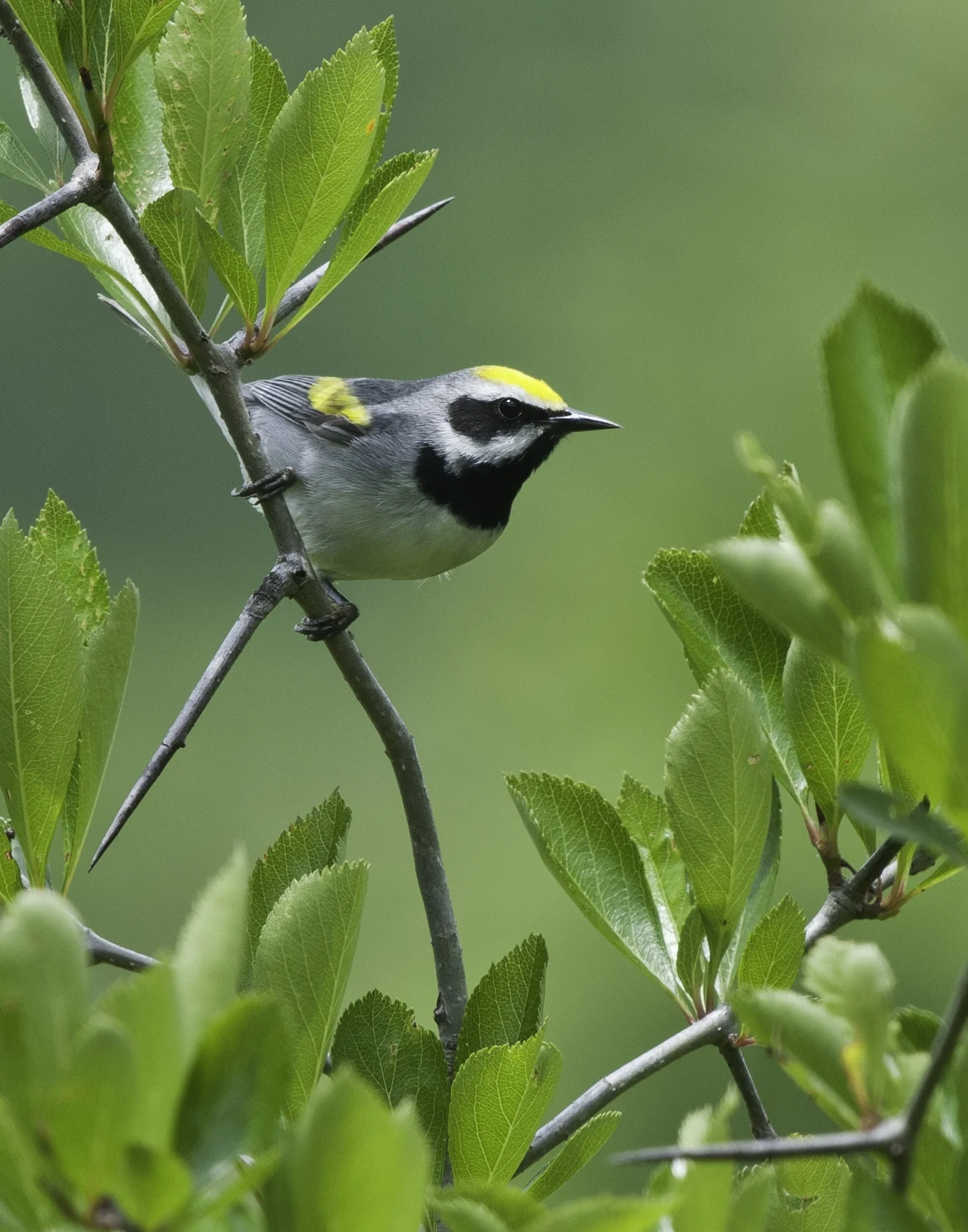 A Golden-winged Warbler on its breeding territory in Smyth County along the Appalachian Trail.