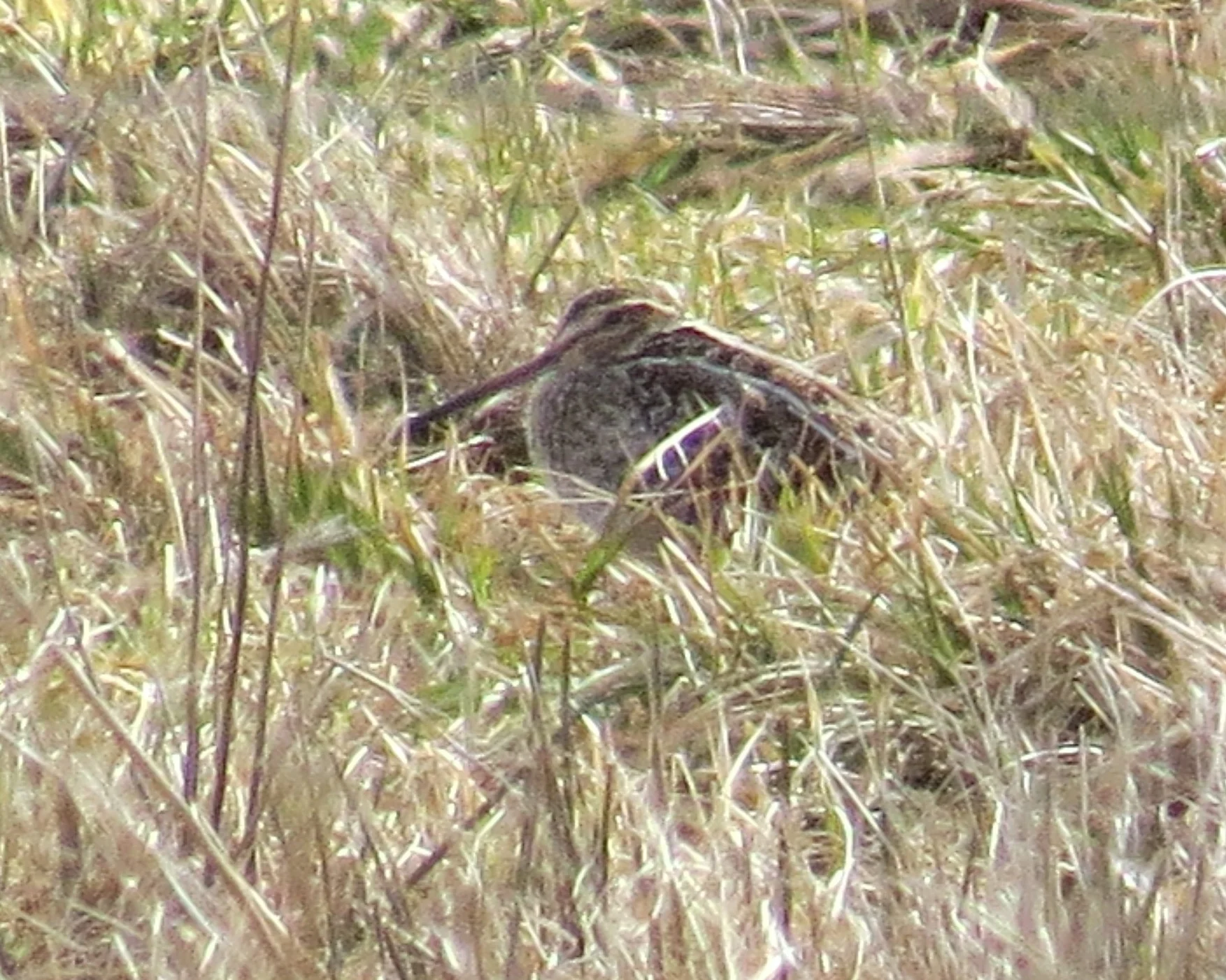 Wilson’s snipe photo by Adrianna Nelson