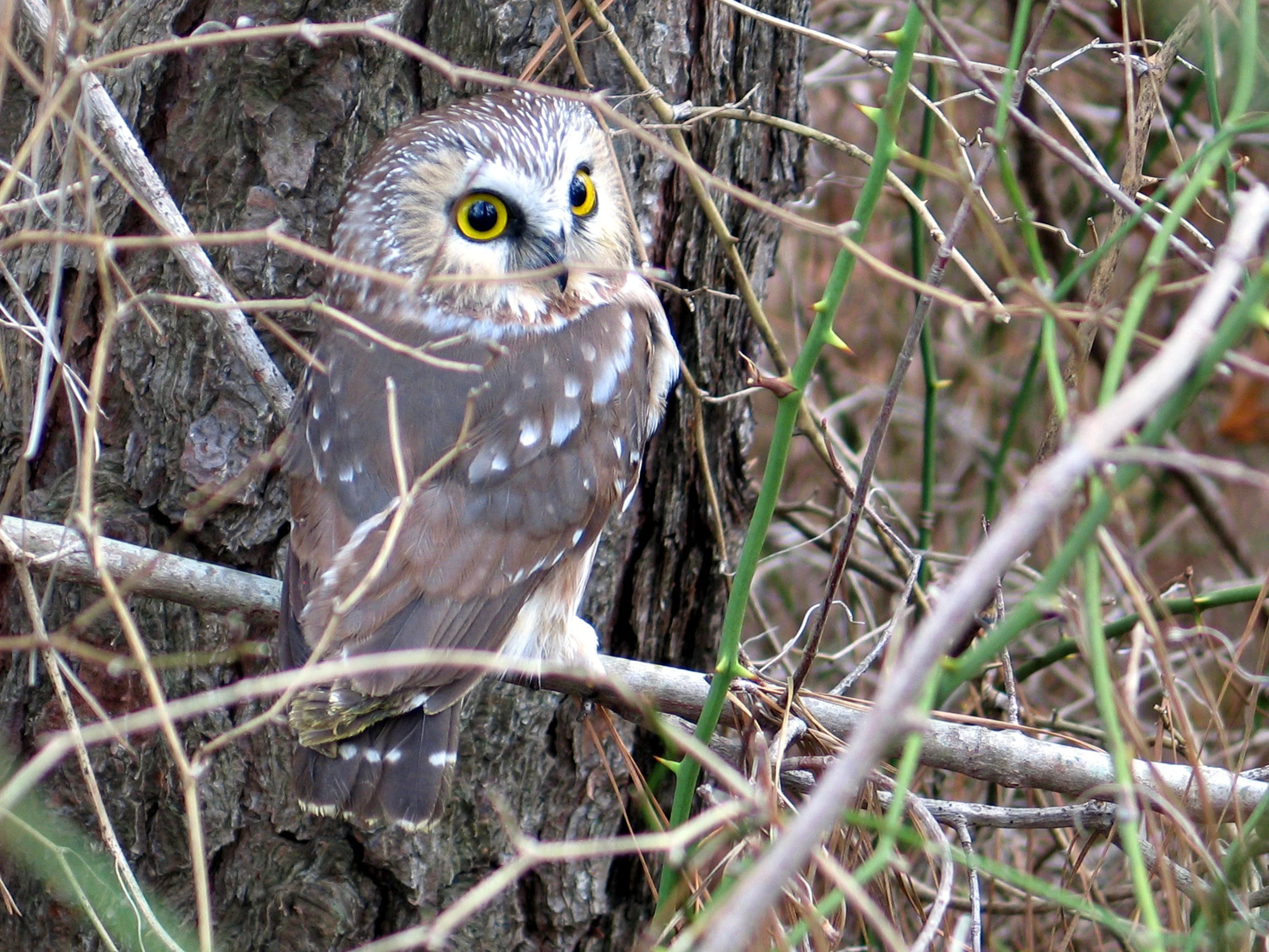 Northern Saw-whet Owl Photo by Dave Brinker