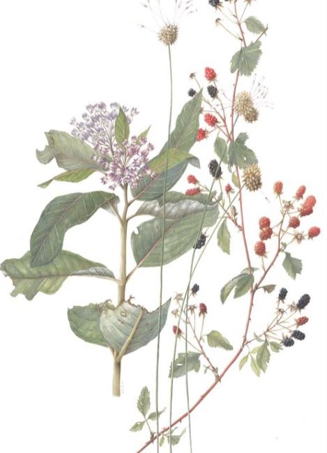 Botanical Artist Illustrator Lara Call Gastinger To Speak At Mount Rogers Naturalist Rally Blue Ridge Discovery Center